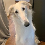 очкошница