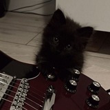 my cat is a rockstar