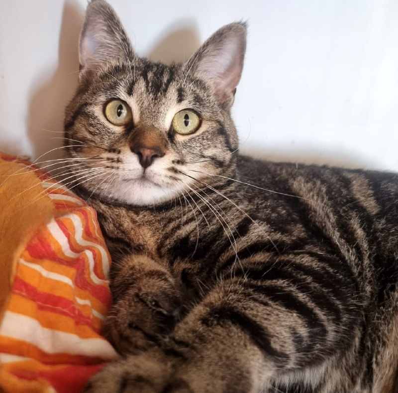 Сегодня важный день для наших котиков! 🐾
В ТЦ...