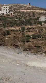 مستوطنون يرسلون مواشيهم للرعي بين أشجار زيتون في قصرة