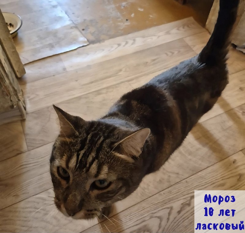 💔 Друзья, очень нужна ваша помощь ‼️
В пос. Мильково...