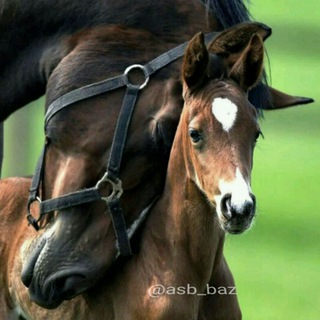 🐎🏇 اسب باز 🏇🐎
