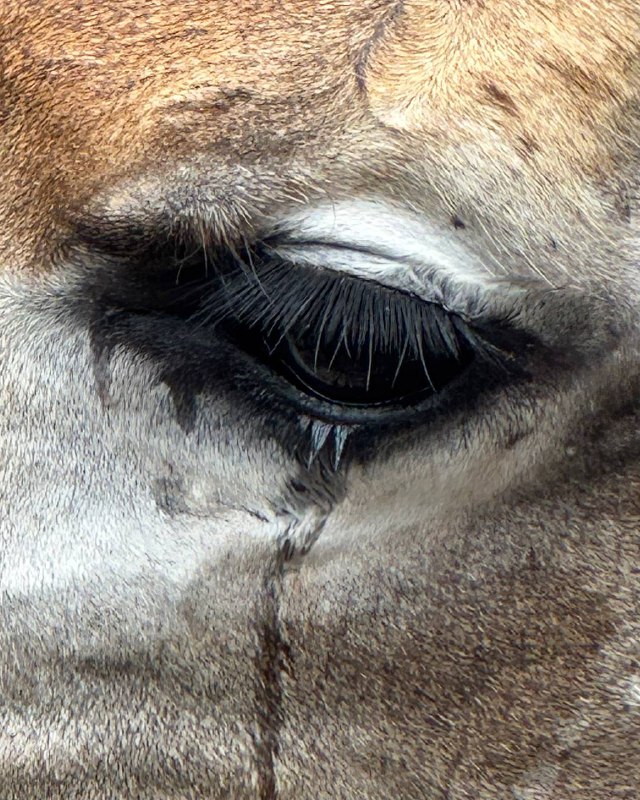 Зоопарк Кхао Кхео Это не просто место для знакомства с животным миром, а настоящий сафари-парк и источник вдохновения для тех, кто ищет новые идеи для творчества. Прогуливаясь среди экзотических животных и ярких птиц, невозможно не заметить, как у каждого из них своя особенная жизнь — настоящая история, разворачивающаяся прямо перед глазами, как захватывающий сериал. Все эти существа, такие разные по характеру и внешности; каждый по-своему удивительно красив и уникален.Их окраску можно интерпретировать в модных концепциях, создавать уникальные образы, которые отражают гармонию природы и моды. Это сочетание дикости и утонченности, силы и красоты, которое хочется запечатлеть в кадре.Модные съемки, вдохновленные животными, становятся настоящим искусством, где каждая деталь — от текстур и силуэтов до цветовых сочетаний — рассказывает свою историю. Ведь кто, как не природа, может быть так безупречна в поиске новых трендов?Посещение зоопарка напоминает, как важно быть в поиске вдохновения вокруг, ведь каждый момент может стать источником для создания уникальных образов, наполненных естественной красотой.Зоопарк Кхао Кхео Это не просто место для знакомства с животным миром, а настоящий сафари-парк и источник вдохновения для тех, кто ищет новые идеи для творчества. Прогуливаясь среди экзотических животных и ярких птиц, невозможно не заметить, как у каждого из них своя особенная жизнь — настоящая история, разворачивающаяся прямо перед глазами, как захватывающий сериал. Все эти существа, такие разные по характеру и внешности; каждый по-своему удивительно красив и уникален.Их окраску можно интерпретировать в модных концепциях, создавать уникальные образы, которые отражают гармонию природы и моды. Это сочетание дикости и утонченности, силы и красоты, которое хочется запечатлеть в кадре.Модные съемки, вдохновленные животными, становятся настоящим искусством, где каждая деталь — от текстур и силуэтов до цветовых сочетаний — рассказывает свою историю. Ведь кто, как не природа, может быть так безупречна в поиске новых трендов?Посещение зоопарка напоминает, как важно быть в поиске вдохновения вокруг, ведь каждый момент может стать источником для создания уникальных образов, наполненных естественной красотой.