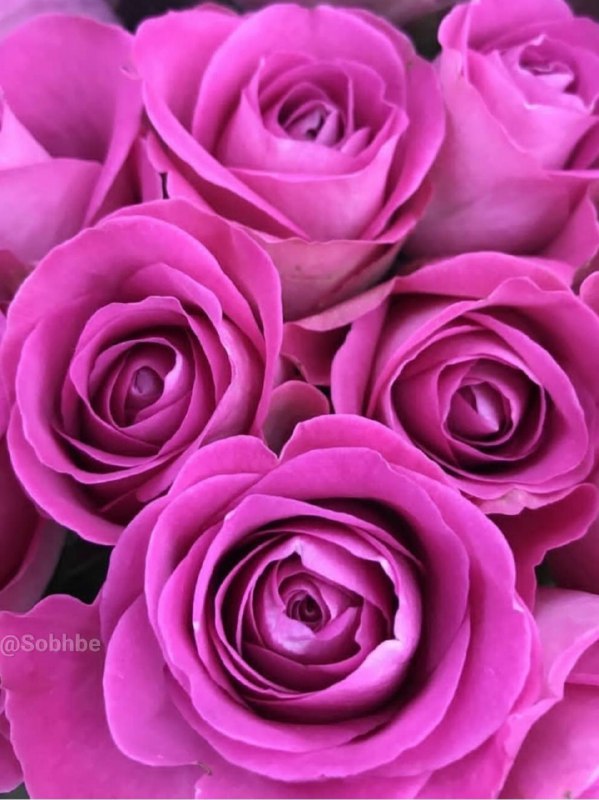 🌹&،دُعاهایِ مُعجِزِه گرِ قُرآنی،&🌹: 🌸ذکر روز شنبه ۱۰۰مرتبه💜يـا ربّ الـعَـالـمَِـيـن💜🌸ای پـروردگــار جـهـانـیـان🌸این ذکـر موجب بی‌نیازی می‌شود@Dooa102