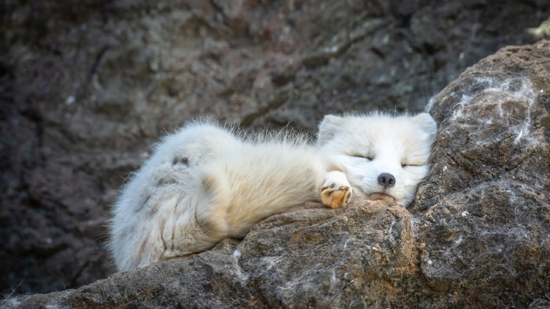 Stretch into the New YearArctic fox sleeping (© Chansak Joe/Getty Images)