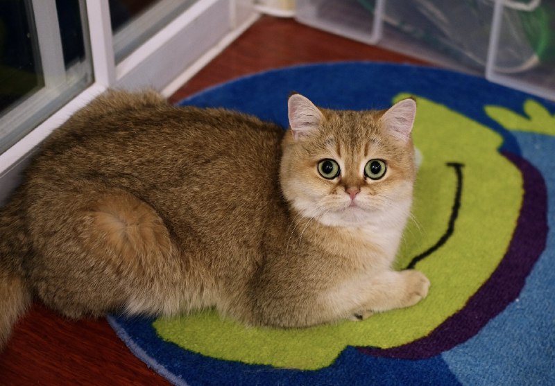 同事来拿寄养在我这里的2只猫，尴尬的是猫已经不认识他了，猫并不想走