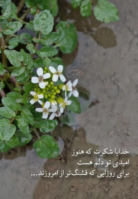 🎆🎀 فتونایس 🎀🎆: خدایا شکرت که.....#عکس_نوشته 🌼🍃@photoniceee✿࿐༅࿇༅࿐✿