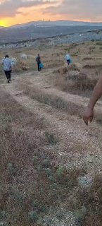 مستوطنون يقتلعون 110 أشجار زيتون في دير شرف