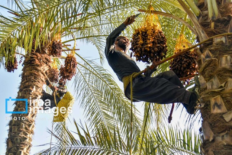תאריכים של סיסטן ובלוצ'יסטן, נהגי מט"ח ותעסוקה במזרח המדינה