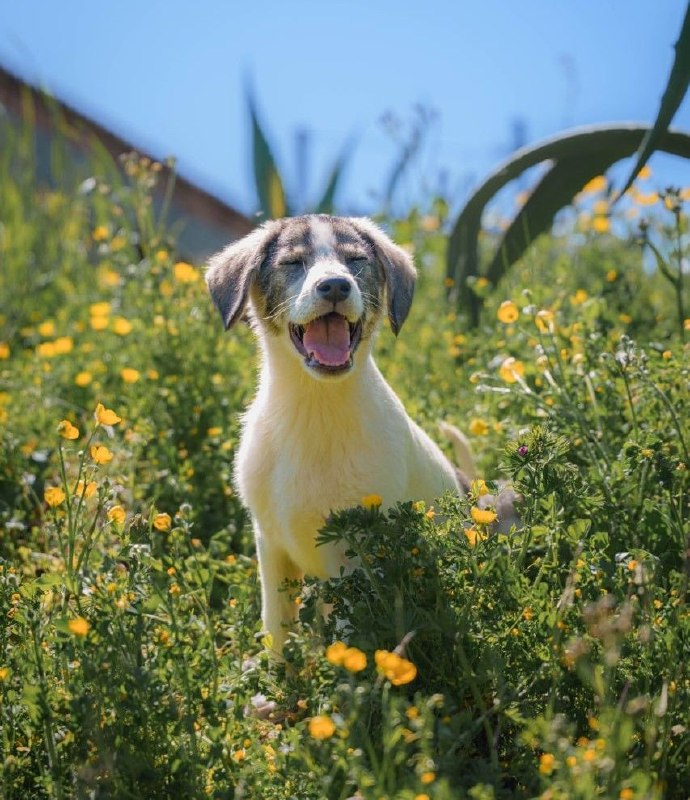 ТРИ МАЛЕНЬКИХ ОБЛАЧКА ДРОЖАЛИ НА ТРАССЕ… КТО СПАСЁТ ИХ ОТ ХОЛОДА?