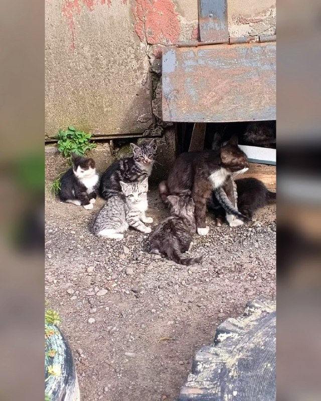 Пять котят живут с мамой в подвале дома. Все милые, но в...