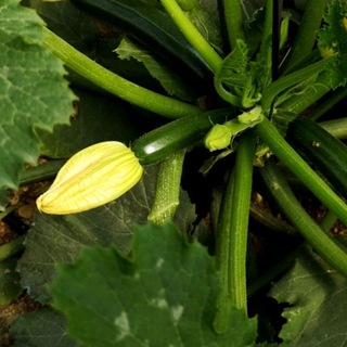 Marketing Agricultura Telegram Group Link