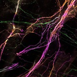 Perceptio (АРХИВ)