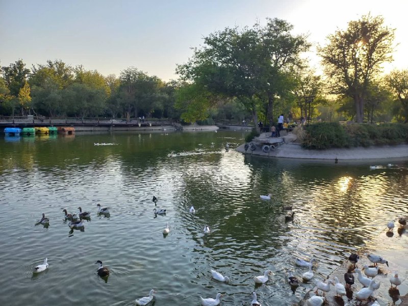 آب و هوای مشهد: 🔸عصر مردادماهیِ پارک ملت مشهد 🦢🌳@HavashenasiMashhad🔸عصر مردادماهیِ پارک ملت مشهد 🦢🌳@HavashenasiMashhad