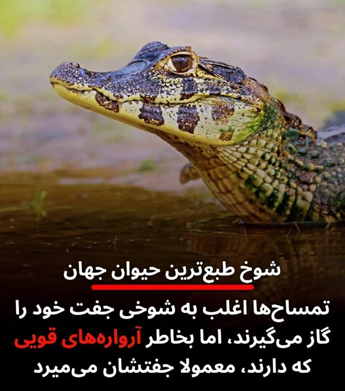 کانال گیزمیز 💯: تمساحهای ماده معمولا به شوخی پارتنرشون رو گاز میگیرن، اما چون آروارههای قویای دارن، نرهای بدبخت میمیرن :))🆔 @GizmizTe