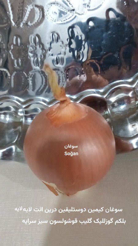 شاعرانه فرزندان درگز💚کلته چنار: آتالار سوزو Atalar sözö۱_سوغان یئمَپبَن کی آغیزیمدان ایس گلسینسوغان یئمه میشم کی آغیزیمدان ایی گلسینSoğan yeməpbən ki ağ