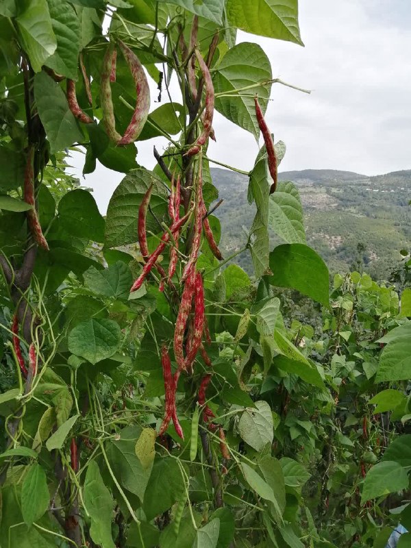 کانال آسیابسر: 🌱 هر روز خود را با بِسْمِ اللَّـهِ الرَّحْمَـٰنِ الرَّحِيمِ آغاز کنید⏳امروز چهارشنبه ۲۸ مرداد ماه ۱۴۰۳▫️کودتای آمریکا بر