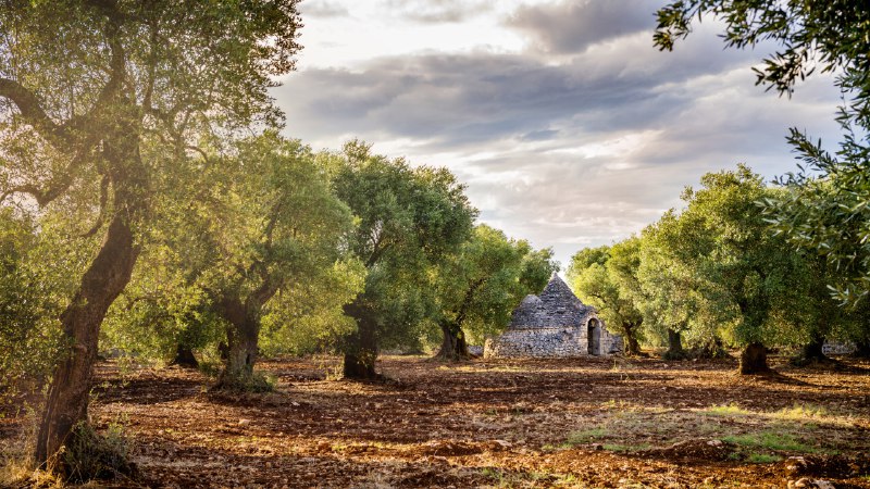 Beneath ancient olive treesOlive grove, Valle d'Itria, Puglia, Italy (© Massimo Santi/Shutterstock)