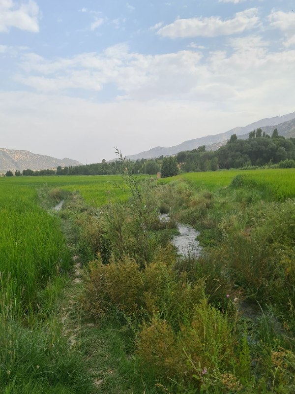 خدا: مولانا را فقط نخوان… او را بشنو، حس کن و در کلماتش گم شو؛شاید در میان این قصهها، چیزی را پیدا کنی که مدتهاست روحت دنبا