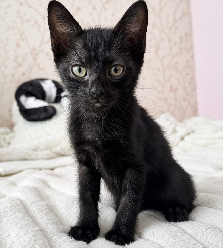 Котята, возраст 2 месяца.
Очаровательные малышки...