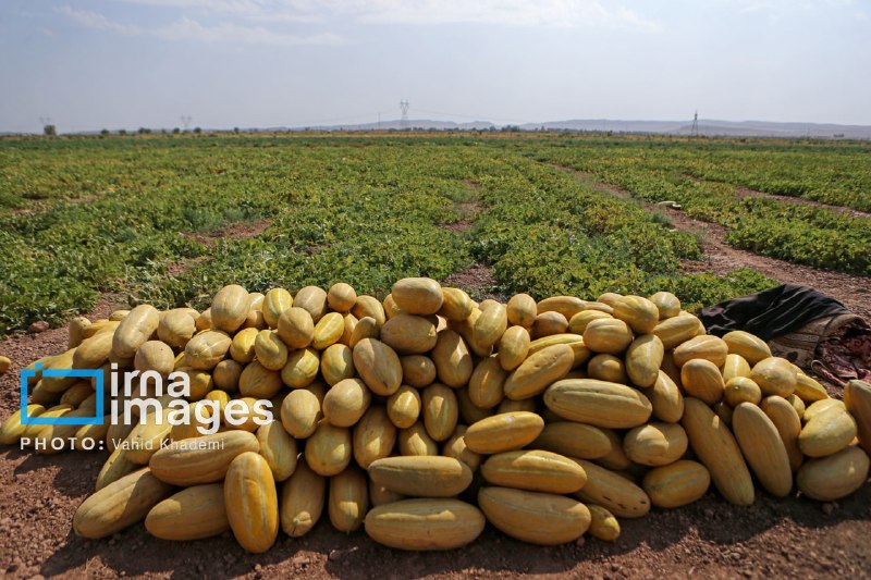 🔸 קטיף מלונים משדות צפון חוראסאן