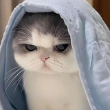 کاریابی morvarid
