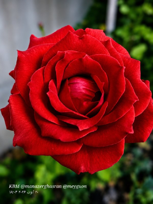🌺میگون در گذر زمان🌺: سـلاممرا در یکی از زیباترینروزهـای "خـدا" پذیرا باشیک دل خـوشیک لب خنـدانیک روز پر از برکتدعـای امروز من برای شماستصبح ز