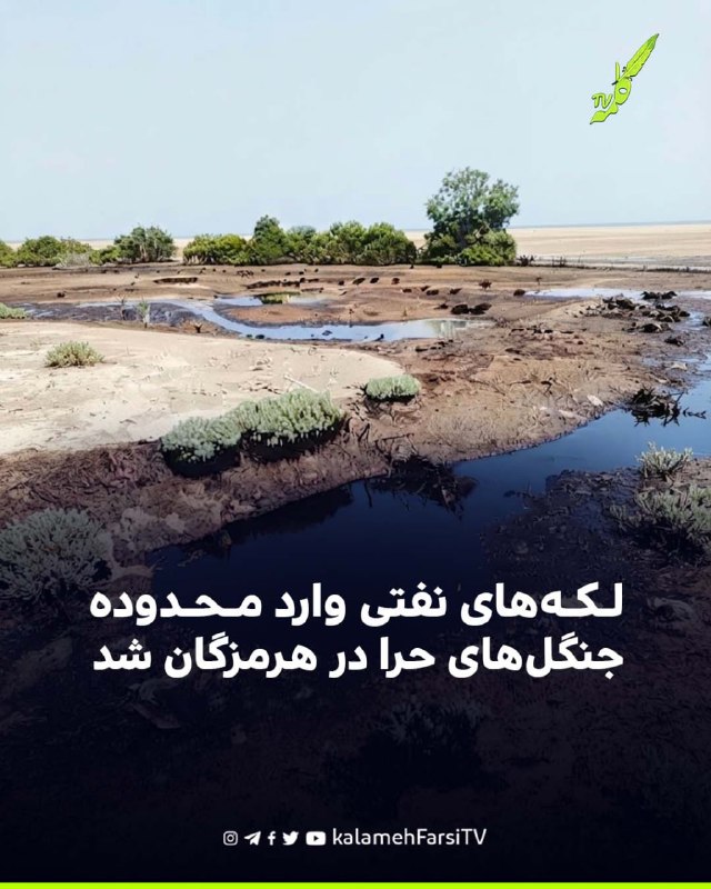 لکه‌های نفتی وارد محدوده جنگل‌های حرا در هرمزگان شد - روابط عمومی اداره کل منابع طبیعی و آبخیزداری هرمزگان اعلام کرد...
