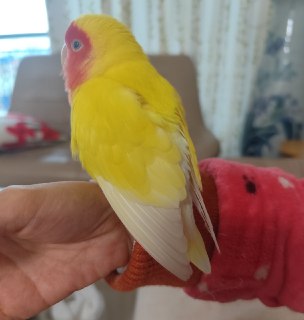 现在是下降翅膀的状态，就是正常来说，是不能看到这么多根白色飞羽的，它们在平时会更紧密叠放在一起。湿身时会下降，因为要摊开晾干。现在观察到，天太冷了也会下降，看解析，原来是“裹紧我的羽绒服”。还有一种情况是生病了，只能耷拉着翅膀。