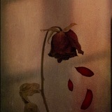 withered
