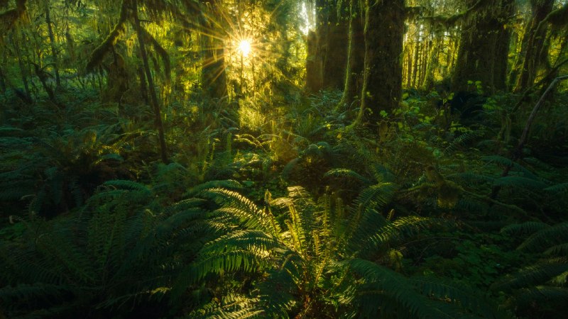 A lush kingdomQuinault rainforest, Olympic National Park, Washington state (© Chris Moore/Tandem Stills + Motion)