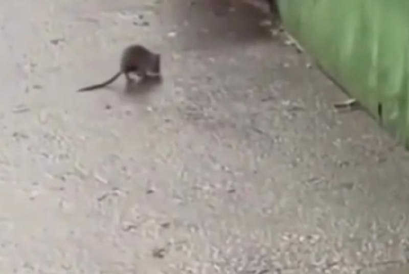 תושבי נובוסיבירסק נבהלים מפלישת חולדות לרחוב גוגול ברחוב גוגול, 40/1, בסמוך לחנות פירות לא מורשית, הבחינו ת…