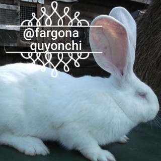 Dilyorbek Quva - Fargona_quyonchi