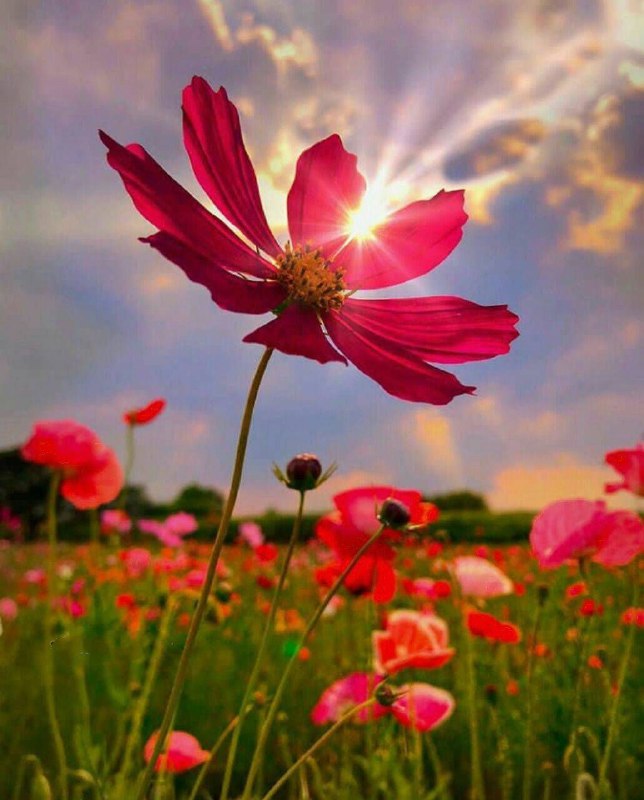 💙کانال به عشق پدر💙: 🌺🌺⚘امـروزتـون ⚘به قشنگی‌بهشت⚘به زیبـایی‌گـلها⚘به شـادی پروانه‌ها⚘به خوش‌خبری قاصدکها⚘و به ‌محکمی پیوند قلب‌ها⚘که یادآور 
