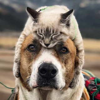 Тварини у Норвегії Chat