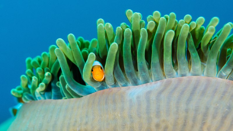 Reefside roommatesCommon clownfish in a sea anemone, Raja Ampat Islands, Indonesia (© Magnus Lundgren/Nature Picture Library)