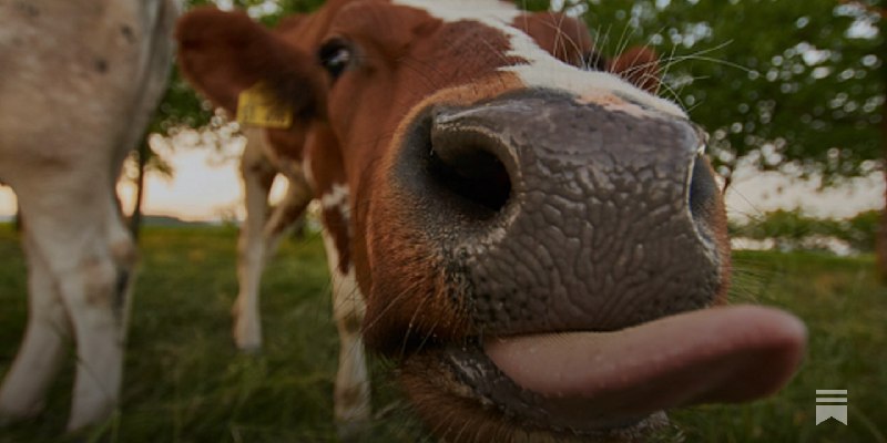 COW2LLVM: The isKnownUniquelyReferenced Deep-Dive