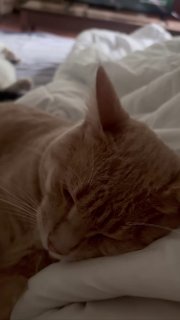 За окном опять льет, а у нас уютно и котеешно)
