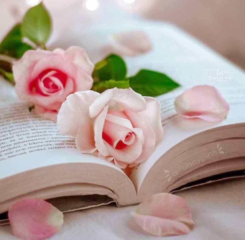 💞پندانه💞: خواندن کتاب دلپذیر ترین راه برای نادیده گرفتن زندگی است.