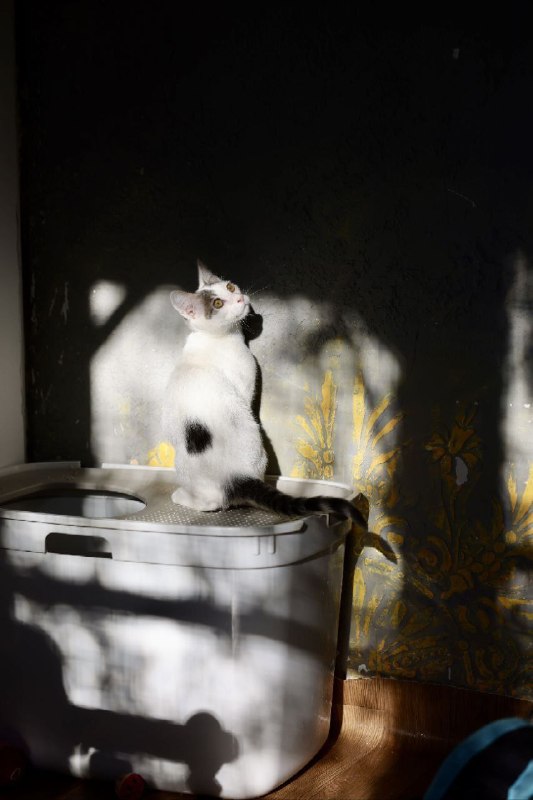 Беляш ищет дом — фото 1