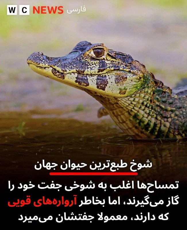 [ احمق … ]: بنده حقیر و جفتم:@ahmaq #Lasso
