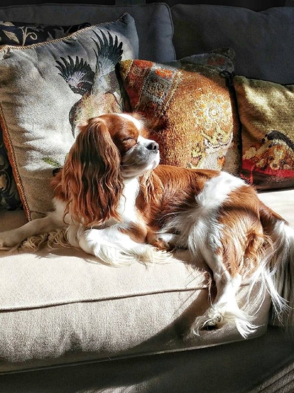 Питомцы в интерьере для вашего хорошего настроения Please open Telegram to view this post VIEW IN TELEGRAM - изображение 1 - telegram, view, питомцы