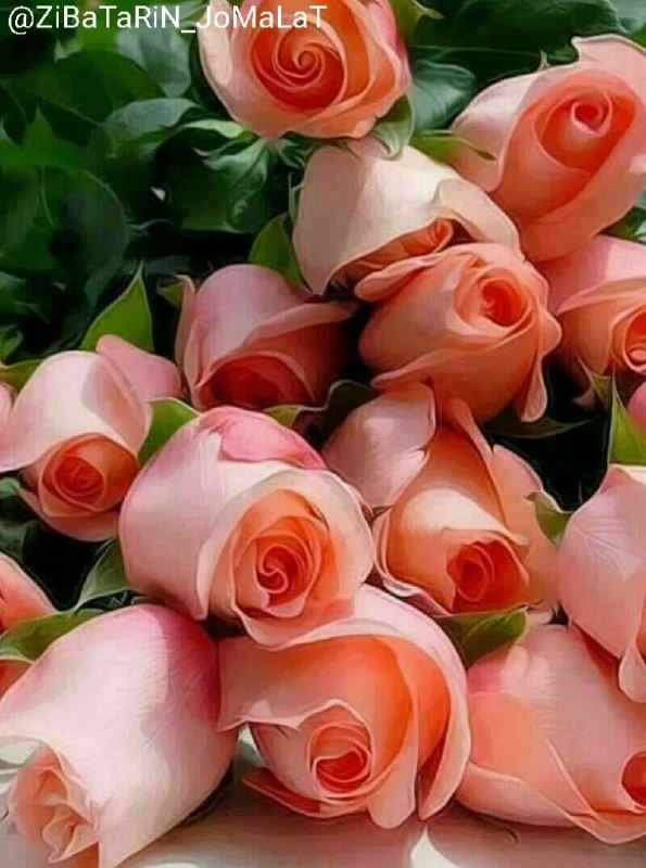 🍃🌼زندگی با الله زیباست🌼🍃: اگر به جاى محبتی که به کسی کردی از او بیمهری دیدیمأیوس نشو!چون برگشت آن محبت رااز شخص دیگریدر زمان دیگریدر رابطه با موض