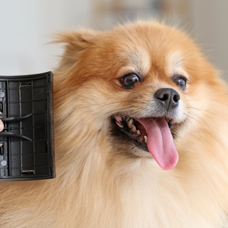 Dog Grooming Springfield Illinois Telegram Group Link