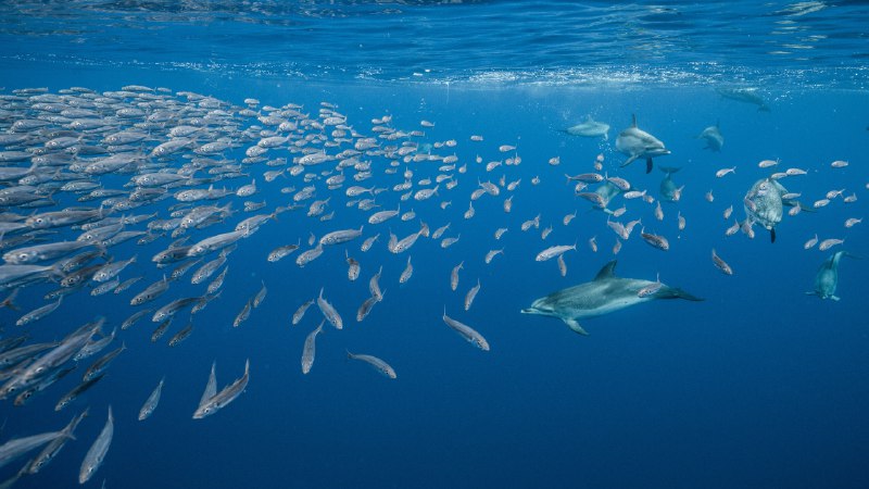The chase begins!Atlantic spotted dolphins near Santa Maria Island, Azores, Portugal (© Jordi Chias/Minden Pictures)