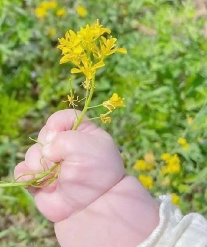 گوگولي ترين ني ني ها: گل از طرف گل😁