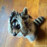 Racoon time! 🦝🫧