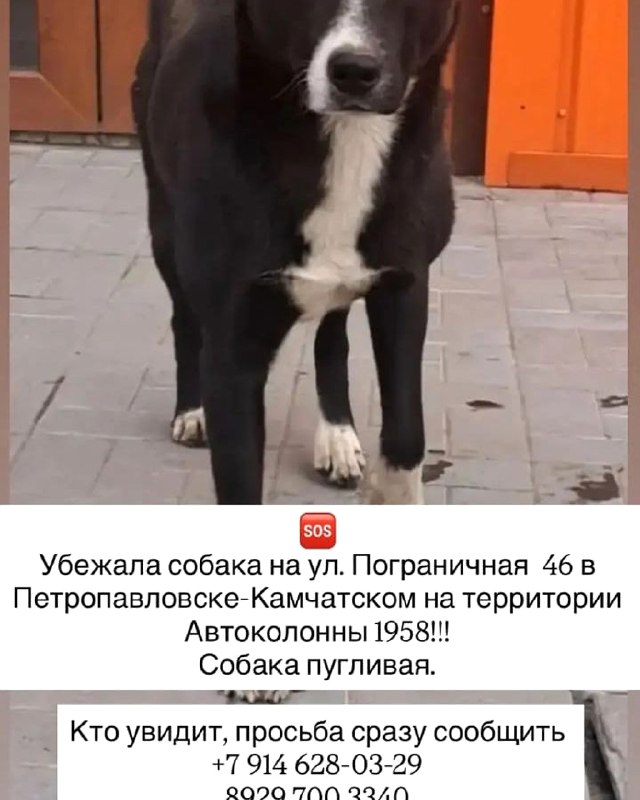 Sos Убежала собака на ул.

Пограничная 46 в...