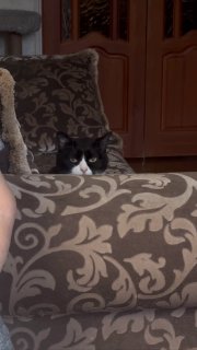 Взгляд кошки-2😁