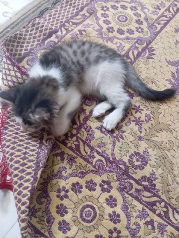 🎶آژوان🎶: آتسویا در مورد مشکلاتش با هیچ‌کس حرف نمی‌زد، نمی‌دانست دلیل سکوتش چیست. شاید نمی‌خواست دیگران برایش دلسوزی کنند._معجزه‌ی